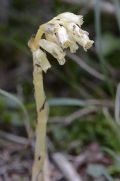 Monotropa hypopitys